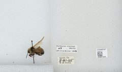 Bombus (Psithyrus) citrinus by the Smithsonian. Used under a CC0 license.