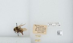 Bombus (Psithyrus) citrinus by the Smithsonian. Used under a CC0 license.