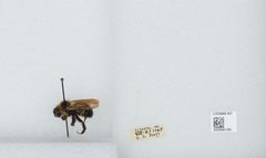 Bombus (Psithyrus) citrinus by the Smithsonian. Used under a CC0 license.