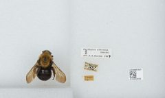 Bombus (Psithyrus) citrinus by the Smithsonian. Used under a CC0 license.
