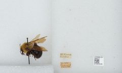 Bombus (Psithyrus) citrinus by the Smithsonian. Used under a CC0 license.