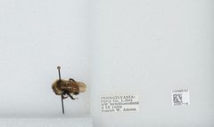 Bombus (Psithyrus) citrinus by the Smithsonian. Used under a CC0 license.