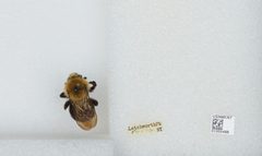 Bombus (Psithyrus) citrinus by the Smithsonian. Used under a CC0 license.