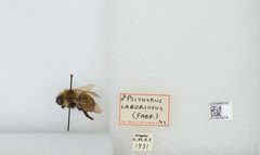 Bombus (Psithyrus) citrinus by the Smithsonian. Used under a CC0 license.