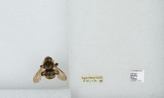 Bombus (Psithyrus) citrinus by the Smithsonian. Used under a CC0 license.