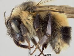 Bombus cockerelli by the Smithsonian. Used under a CC0 license.