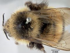 Bombus cockerelli by the Smithsonian. Used under a CC0 license.