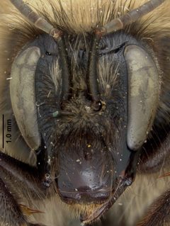 Bombus cockerelli by the Smithsonian. Used under a CC0 license.
