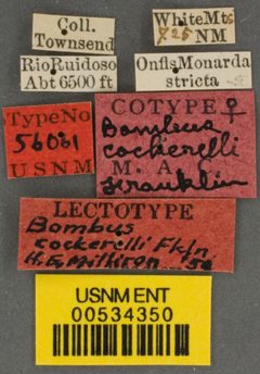 Bombus cockerelli by the Smithsonian. Used under a CC0 license.