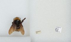 Bombus (Crotchiibombus) crotchii by the Smithsonian. Used under a CC0 license.