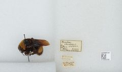 Bombus (Crotchiibombus) crotchii by the Smithsonian. Used under a CC0 license.
