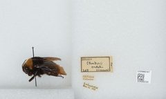 Bombus (Crotchiibombus) crotchii by the Smithsonian. Used under a CC0 license.
