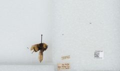 Bombus (Crotchiibombus) crotchii by the Smithsonian. Used under a CC0 license.