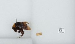 Bombus (Crotchiibombus) crotchii by the Smithsonian. Used under a CC0 license.