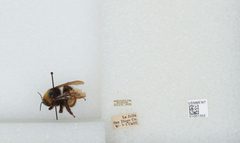 Bombus (Crotchiibombus) crotchii by the Smithsonian. Used under a CC0 license.