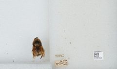 Bombus (Crotchiibombus) crotchii by the Smithsonian. Used under a CC0 license.