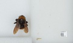 Bombus (Crotchiibombus) crotchii by the Smithsonian. Used under a CC0 license.