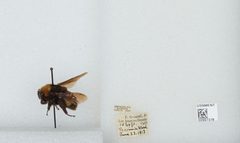 Bombus (Crotchiibombus) crotchii by the Smithsonian. Used under a CC0 license.