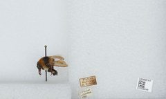 Bombus (Subterraneobombus) distinguendus by the Smithsonian. Used under a CC0 license.