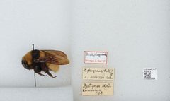 Bombus (Subterraneobombus) distinguendus by the Smithsonian. Used under a CC0 license.