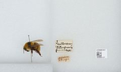 Bombus (Subterraneobombus) distinguendus by the Smithsonian. Used under a CC0 license.