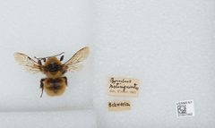 Bombus (Subterraneobombus) distinguendus by the Smithsonian. Used under a CC0 license.