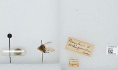 Bombus (Subterraneobombus) distinguendus by the Smithsonian. Used under a CC0 license.