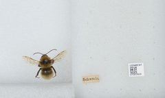 Bombus (Subterraneobombus) distinguendus by the Smithsonian. Used under a CC0 license.