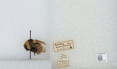 Bombus (Subterraneobombus) distinguendus by the Smithsonian. Used under a CC0 license.