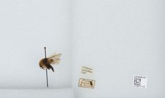 Bombus (Subterraneobombus) distinguendus by the Smithsonian. Used under a CC0 license.