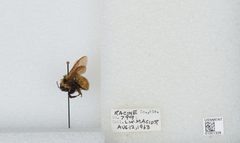 Bombus (Fervidobombus) fervidus fervidus by the Smithsonian. Used under a CC0 license.