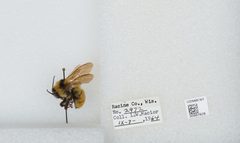 Bombus (Fervidobombus) fervidus fervidus by the Smithsonian. Used under a CC0 license.
