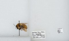 Bombus (Fervidobombus) fervidus fervidus by the Smithsonian. Used under a CC0 license.
