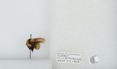 Bombus (Fervidobombus) fervidus fervidus by the Smithsonian. Used under a CC0 license.