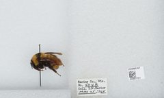 Bombus (Fervidobombus) fervidus fervidus by the Smithsonian. Used under a CC0 license.