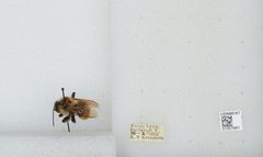 Bombus (Fervidobombus) fervidus fervidus by the Smithsonian. Used under a CC0 license.