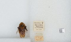 Bombus (Fervidobombus) fervidus fervidus by the Smithsonian. Used under a CC0 license.