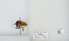 Bombus (Fervidobombus) fervidus fervidus by the Smithsonian. Used under a CC0 license.