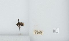 Bombus (Pyrobombus) flavifrons by the Smithsonian. Used under a CC0 license.