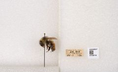 Bombus flavifrons by the Smithsonian. Used under a CC0 license.