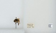 Bombus (Pyrobombus) flavifrons by the Smithsonian. Used under a CC0 license.
