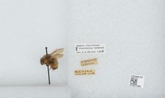 Bombus (Pyrobombus) flavifrons by the Smithsonian. Used under a CC0 license.
