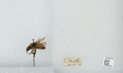 Bombus (Pyrobombus) flavifrons by the Smithsonian. Used under a CC0 license.