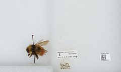 Bombus (Pyrobombus) flavifrons by the Smithsonian. Used under a CC0 license.