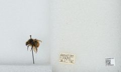 Bombus (Pyrobombus) flavifrons by the Smithsonian. Used under a CC0 license.