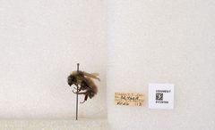Bombus flavifrons by the Smithsonian. Used under a CC0 license.