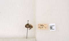 Bombus flavifrons by the Smithsonian. Used under a CC0 license.