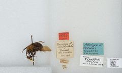 Bombus (Bombus) franklini by the Smithsonian. Used under a CC0 license.
