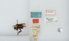 Bombus (Bombus) franklini by the Smithsonian. Used under a CC0 license.