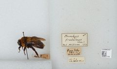 Bombus (Fraternobombus) fraternus by the Smithsonian. Used under a CC0 license.